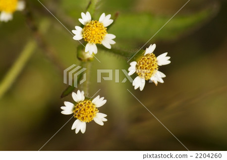 galinosoga ciliata, bloom, blossom 2204260