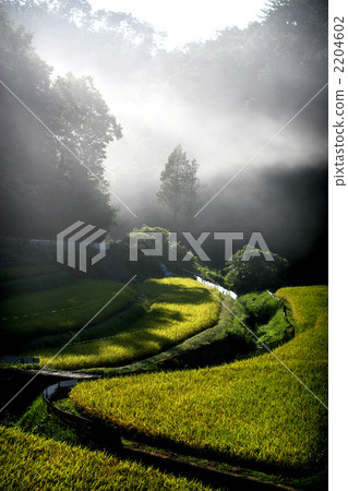 Rice terraces in the mountains Rice terraces in the mountains 2204602