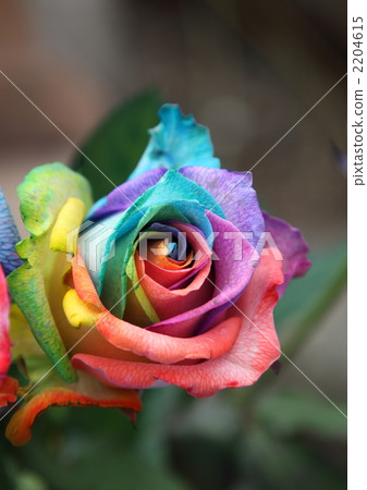 彩虹玫瑰長度 彩虹玫瑰長度 2204615