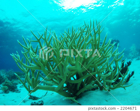 分支珊瑚珊瑚礁Chuuk群島吉普島潛水卡車群島 2204671