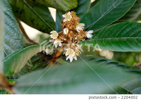 Flower of loquat 2204802