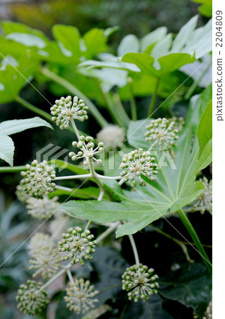 第八隻手 2204809