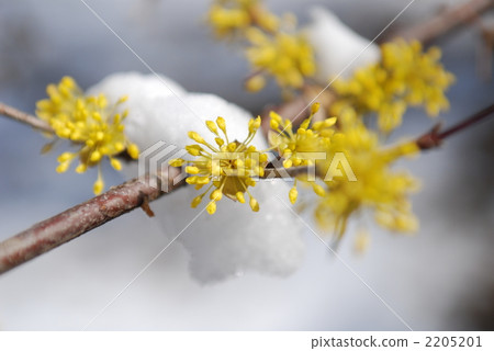 fallen snow, botanic, botanical 2205201