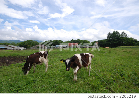livestock, cow, cattle 2205219