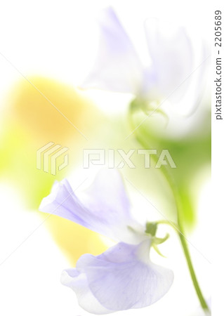 sweet pea, botanic, botanical 2205689
