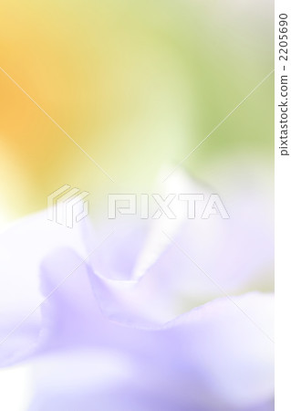sweet pea, indoor, close-up 2205690