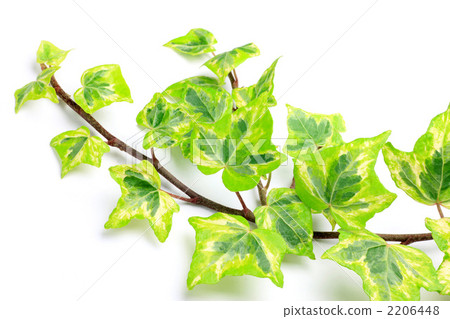 Ivy Ivy 2206448
