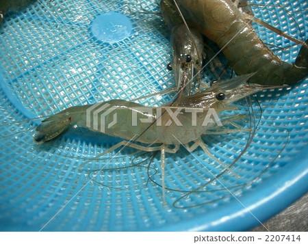 shrimp shrimp 2207414