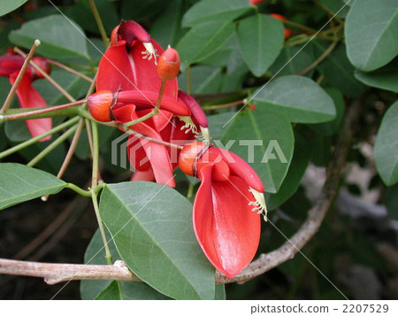 Deigo的美國花 2207529