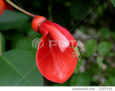 Deigo的美國花 2207530