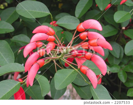 Deigo的美國花 2207533