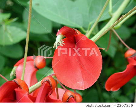 Deigo的美國花 2207539