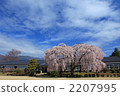 長野縣飯田市老山本初中原原學校的垂枝櫻 2207995