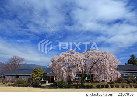 長野縣飯田市老山本初中原原學校的垂枝櫻 2207995