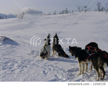 Dog sled leaders' howling " 2208139