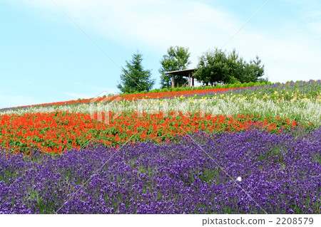 仲夏的農場 仲夏的農場 2208579