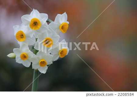 Daffodil sideways 2208584