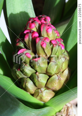 風信子芽 2208675