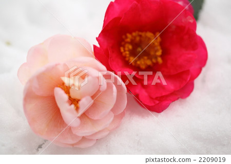 sasanqua, bloom, blossom 2209019