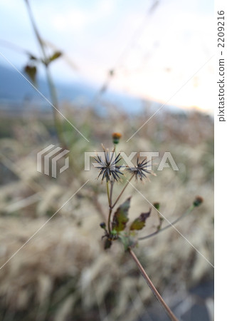 beggar-tick, bidens pilosa, cobbler's peg 2209216