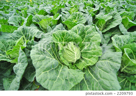 捲心菜農場 甘藍 包菜 2209793