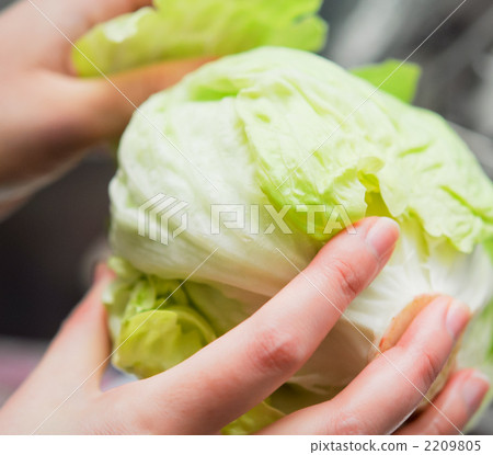 生菜 撕掉 撕碎 2209805