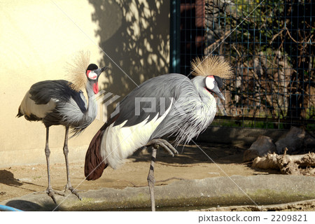 White-crowned crane 2209821