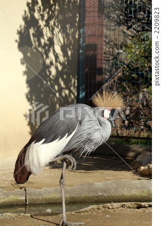 White-crowned crane 2209823