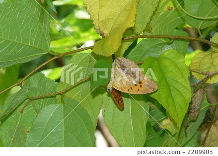 Female grou hyumon resting on the back of the leaf Female grou hyumon resting on the back of the leaf 2209903