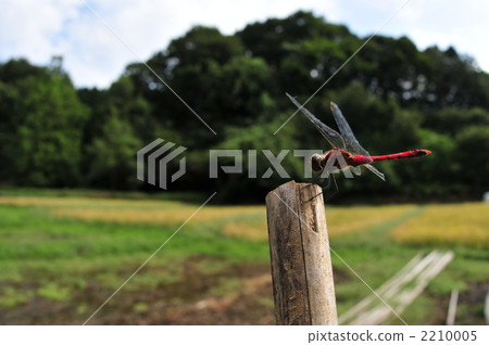 Natsuakane in the country 2210005