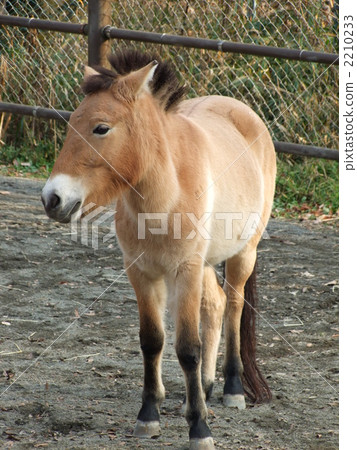 蒙古馬 2210233