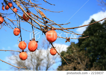Persimmon remaining 2210837