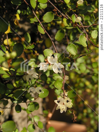 Fruit of wire plants Fruit of wire plants 2211116