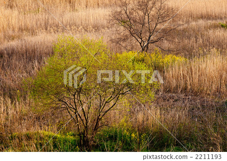rape, rape blossoms, deadwood 2211193