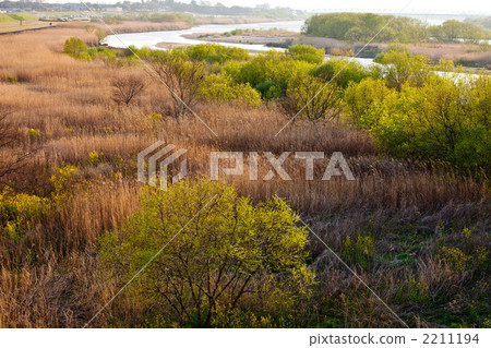 dry river bed, sprouting, broadleaf tree 2211194