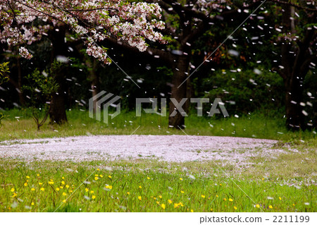 scatter, moment leaf is about to drop, yoshino cherry 2211199