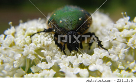 Core hanamuguri 2211336