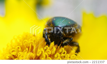 Core hanamuguri Core hanamuguri 2211337