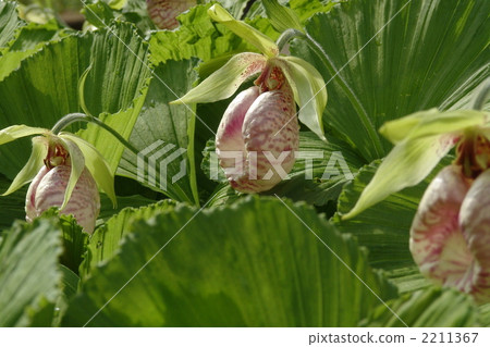 April Sea Lion and Orchids Department 16 2211367