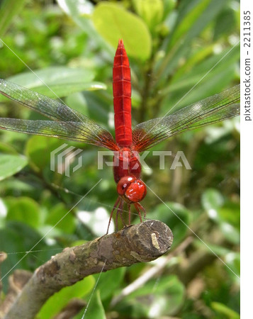 Shoujo dragonfly 2211385