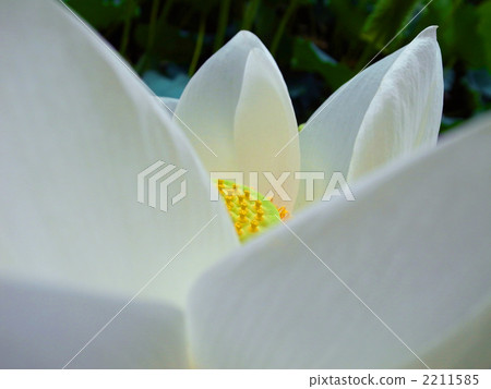 白蓮花 白蓮花 2211585