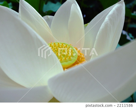 白蓮花 白蓮花 2211586