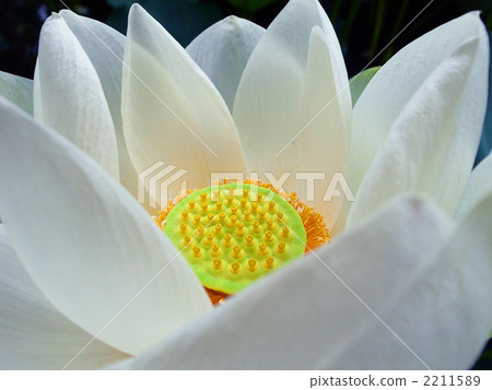 白蓮花 白蓮花 2211589