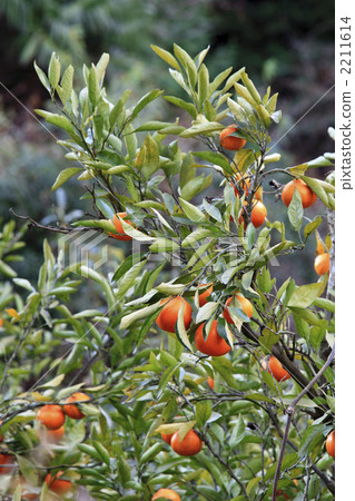 Mandarin orange  2211614