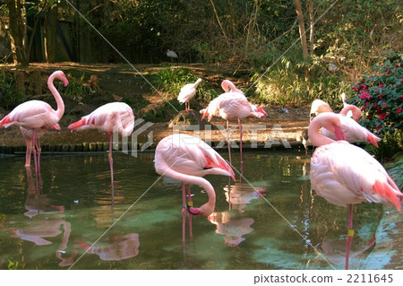 火烈鳥組 2211645