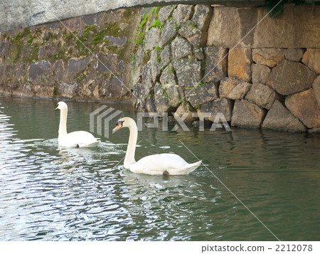 Swans going along the river 2212078