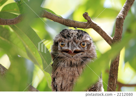 Australia Gamachi Yotaka 2212080