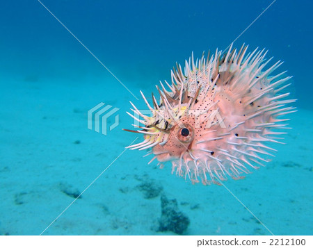 河豚 密斑刺 海底的 2212100