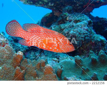 vermilion sea bass, blue-spot rock-cod, in the sea 2212156