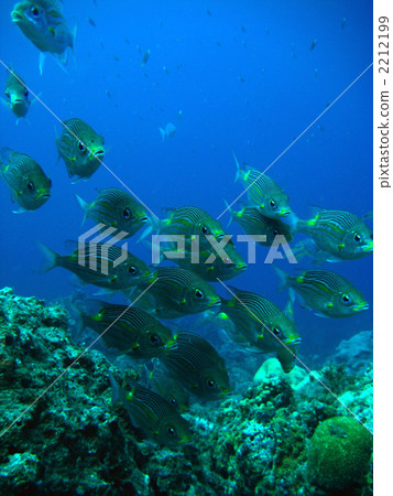 一組鋸模 一組鋸模 2212199